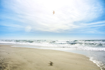 Wall Mural - A beautiful wild unexplored paradise bay beach far from the city with transparent water and white clean sand, waves at the sea and a seagull flying over the head, Cabo de Gata, Spain.