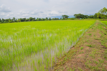 Wall Mural - Cornfieldin thailand