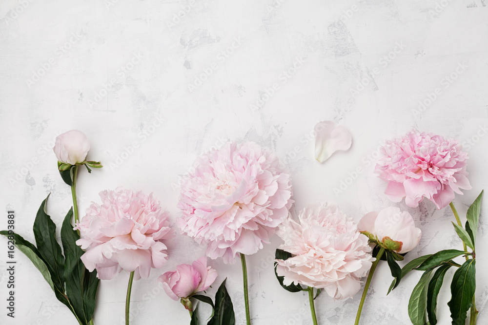 Beautiful pink peony flowers on white stone table with copy space for your text top view and flat lay style. - obrazy, fototapety, plakaty 