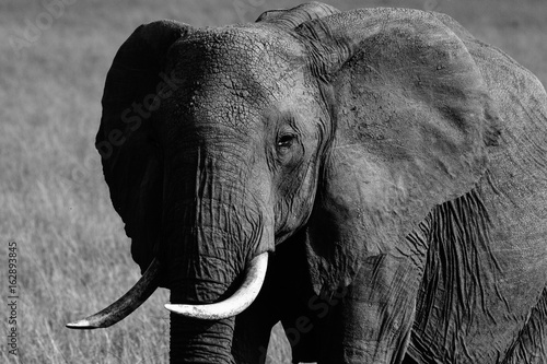 Plakat słoń