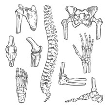 Vector Sketch Icons Of Human Body Bones And Joints