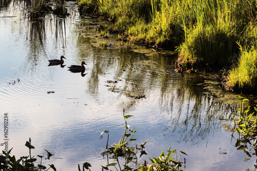 Fotografie, Obraz duck family swimming and looking for breakfast at dawn