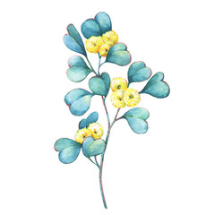 Wall Mural - A branch of Eucalyptus websteriana ( Heart-leafed, Silver gum)  flowers, plant also known as Yellow Box Gum. Watercolor hand drawn painting illustration, isolated on white background.