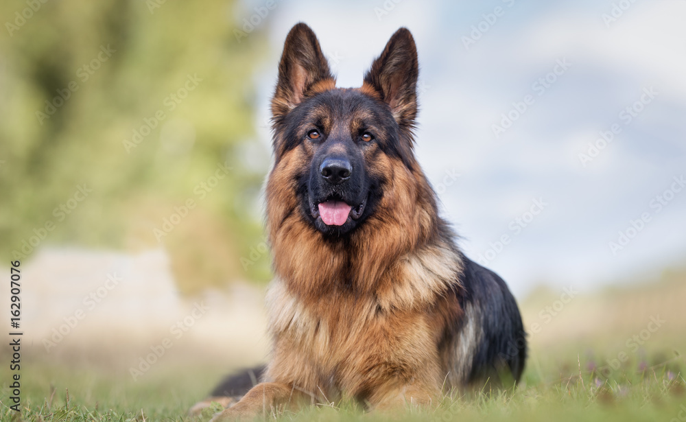 German shepherd dog - obrazy, fototapety, plakaty 