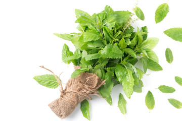 fresh Holy basil leaf isolated on white background