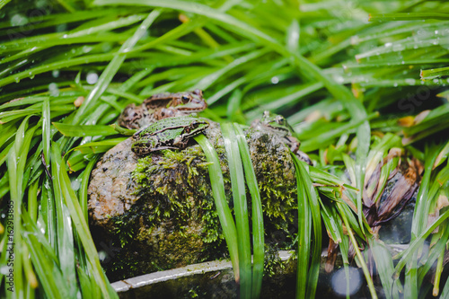 Frosche Und Kroten Im Grunen Garten Gras Kaufen Sie Dieses Foto