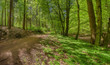 Waldweg Naturschutzgebiet im Sommer
