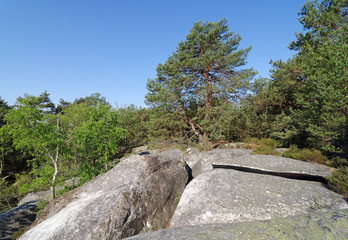 Wall Mural - roches de grès  en forêt de fontainebleau