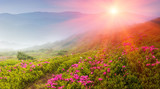 Fototapeta Góry - Beautiful sunrise in the spring mountains. View of  hills, covered with fresh blossom rhododendrons. Panoramic landscape.