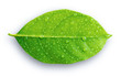Leinwandbild Motiv Green leaf with drops of water on the white background