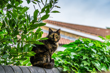 A Neighbourhood Cat Sitting On A Fence