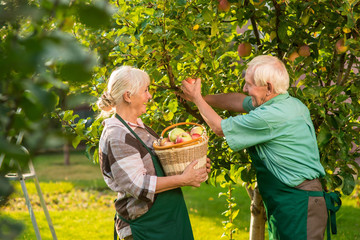 People with basket picking apples. Elderly gardeners couple. Gardening tips for beginners.