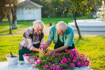 Wall Mural - Senior people transplanting flowers. Woman and man working, summer.