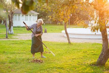 Wall Mural - Woman with rake in garden. Senior lady working outdoors.