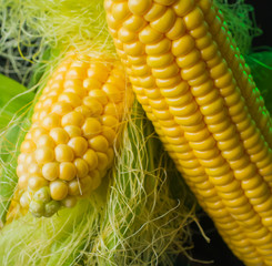 Fresh corn on cobs on rustic wooden table,