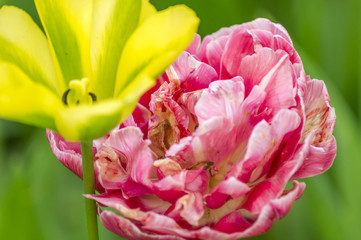 closeup of two different tulips in green background