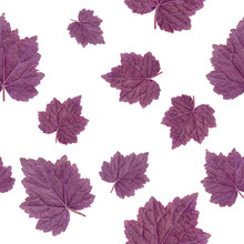 Seamless Pattern. Purple Leaf Geyer Isolated On White Background.