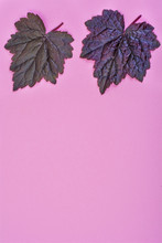 Purple Leaves Heuchera On Pastel Pink Background. Minimal Nature