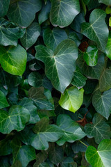 Fototapete - Green Leaves background