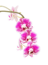Red Spotted Orchid On A White Background