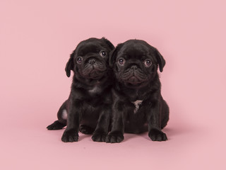 Two cute black pug puppies looking at the camera sitting on a pink background