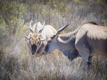 Eland Grazing In The Field In A Protected Nature Reserve In South Africa