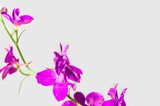 Fototapeta Motyle - Lilac flower on a gray background