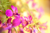 Fototapeta Kwiaty - Lilac flower background