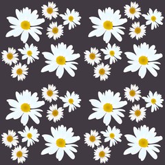 Wall Mural - Daisy vector pattern. Beautiful flowers on black background.