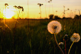 Fototapeta Dmuchawce - Dandelion at sunset
