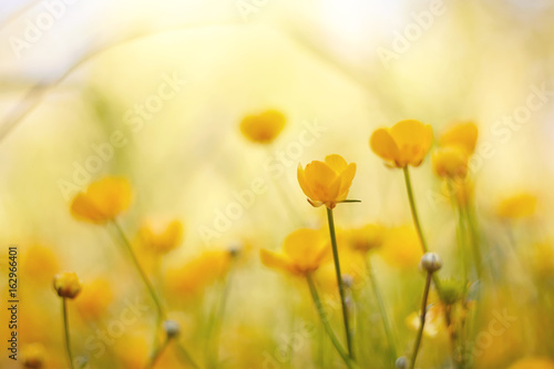 Plakat kwiaty polne  kwitnace-zolte-dzikie-kwiaty-jaskry