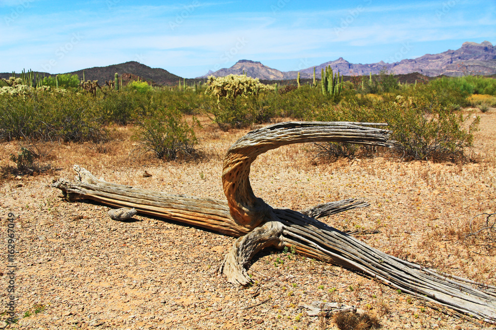 Close-up view of a large dead Saguaro cactus skeleton and blue sky copy  space in