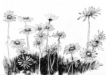  flower chrysanthemum ink sketch