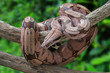Beautiful pink skin snake from Amazon, Suriname boa constrictor or Red-tailed boa crawling on dry wood and natural background, Clipping path