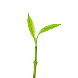 Fototapeta Sypialnia - Young Plant Growing isolated on white background. This has clipping path.