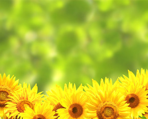 Sticker - Sunflowers on blurred green background