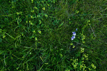 Field flowers photographed in Bucegi mountains, Romania. Spring day