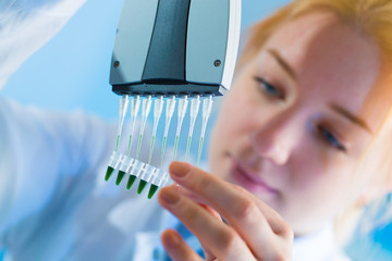 using a multi channel pipette for pcr  processing in microbiological laboratory