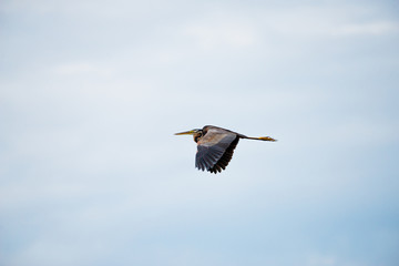 Wall Mural - Flying Purple heron in wetlands Thale Noi, one of the country's largest wetlands covering Phatthalung, Nakhon Si Thammarat and Songkhla ,South of THAILAND.