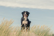 bernese mountain dog in the grass on sand dunes