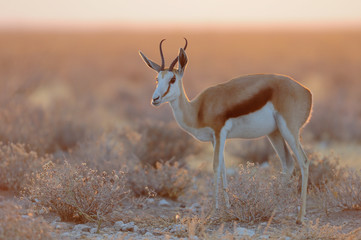 Wall Mural - Springbock im Morgenlicht, Etosha Nationalpark, Namibia