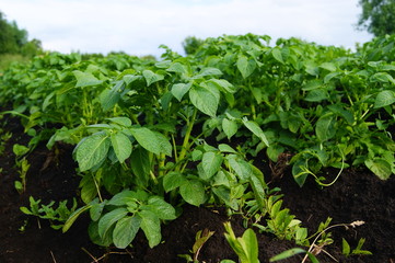 Naklejka na meble Картофель