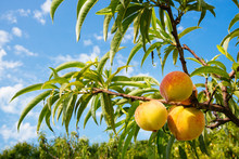 Sweet Peach Fruits Growing On A Peach Tree Branch
