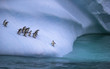The colony of penguins approaches the water. One penguin stands on the slope of the iceberg near the water. Andreev.