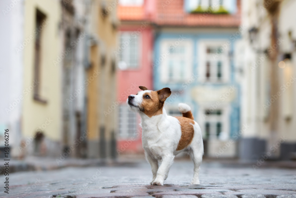 jack russell terrier dog walking in the city - obrazy, fototapety, plakaty 