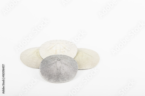 Fotografia, Obraz Four Sand Dollar Seashells on a White Background