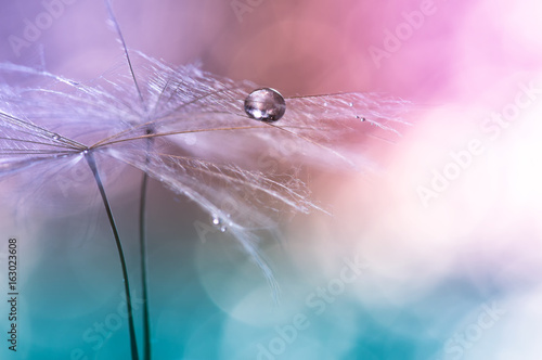 wodna-kropla-na-dandelion-kolorowy-tlo-z-bokeh-piekne-streszczenie-makro-selektywne-skupienie