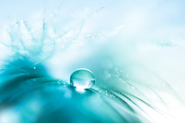 Wall Mural - feathers blue color with a drop of water. abstract macro with feather.soft and selective focus
