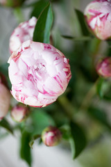 Sticker - Pink peony