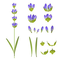 Fotomurales - Set of lavender flower elements. Vector illustration bundle.
